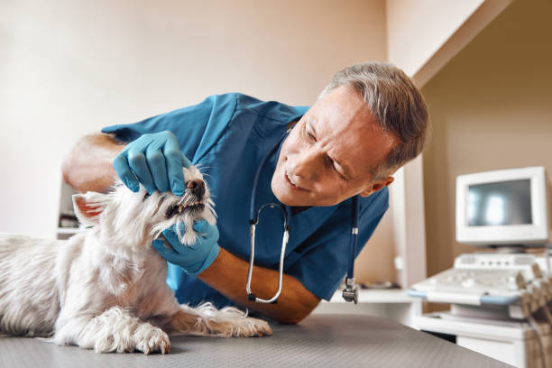 Best 24-Hour Emergency Dentist in Jarales, NM